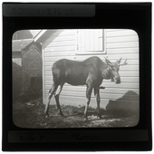 Franky the Moose in the the early 70's